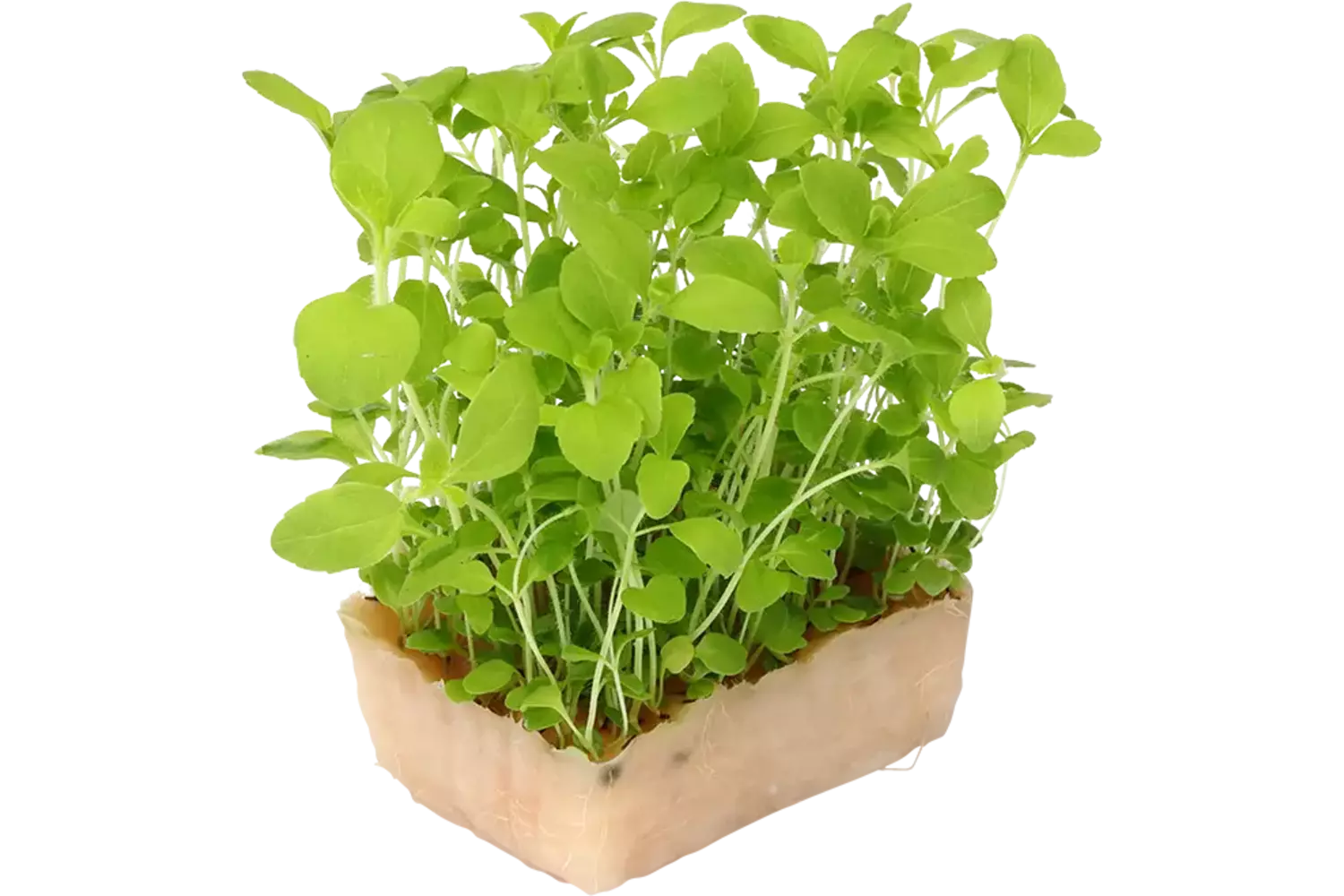 Honny Cress Duo TOPSEAL stuk 1